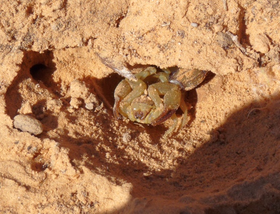 Androctonus australis della Tunisia
